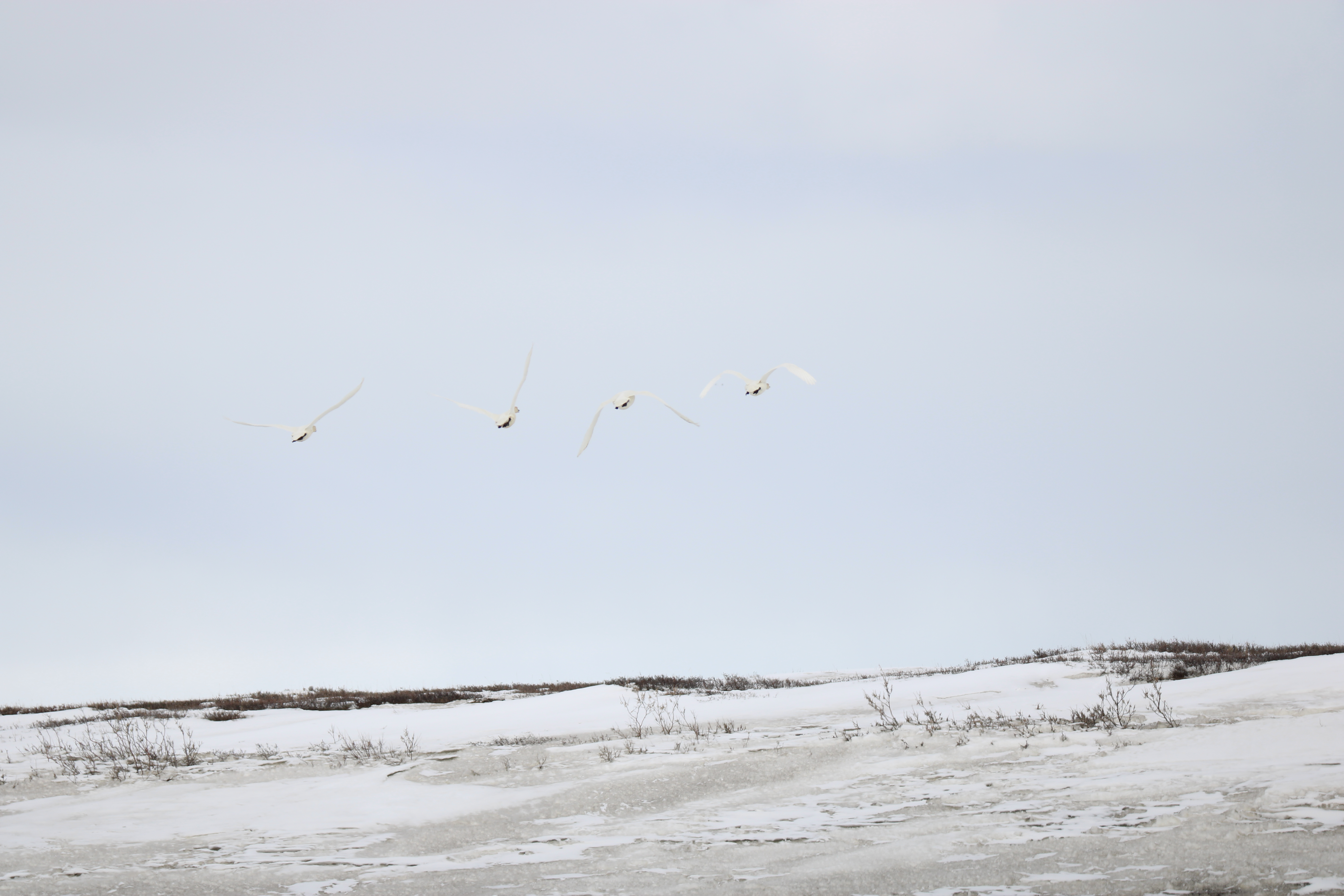 Tundra Swan